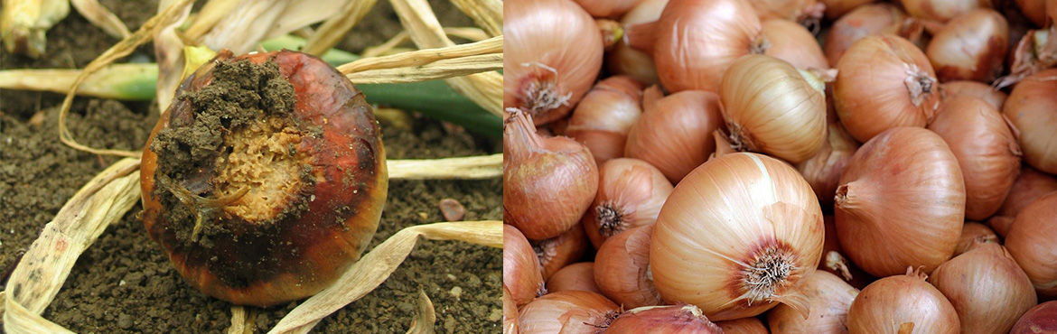 Fusarium effect on onion bulb