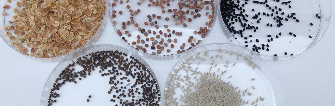 Seeds in petri dishes