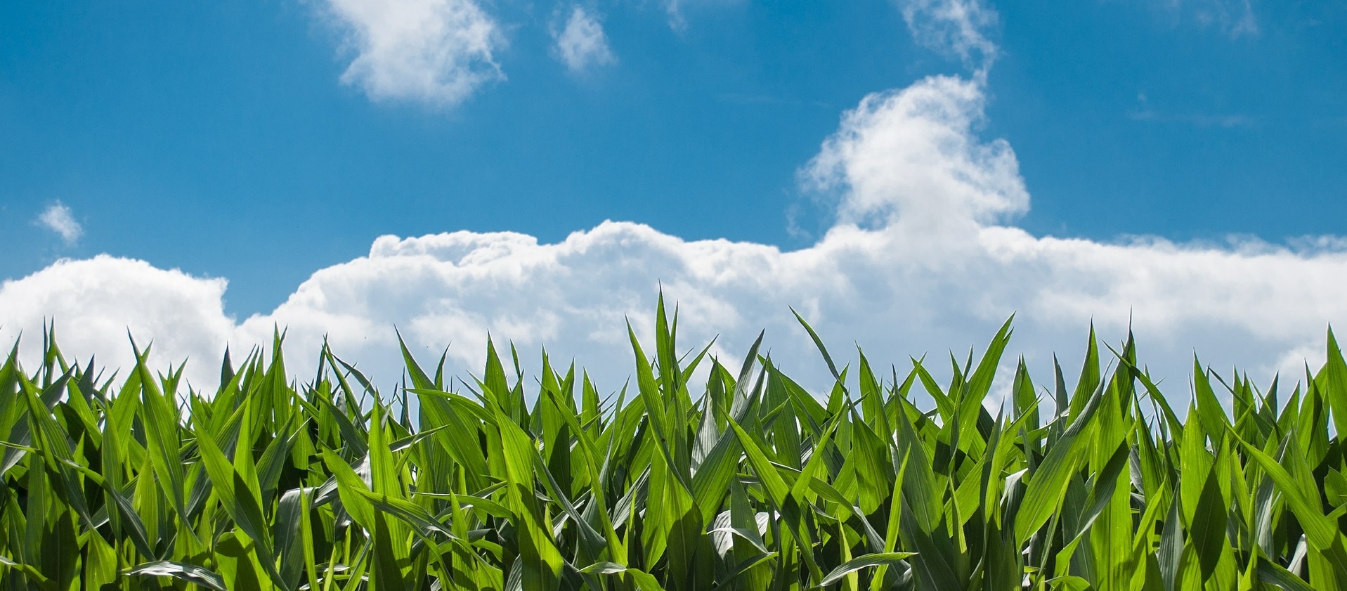 corn_field_long_crop.jpg