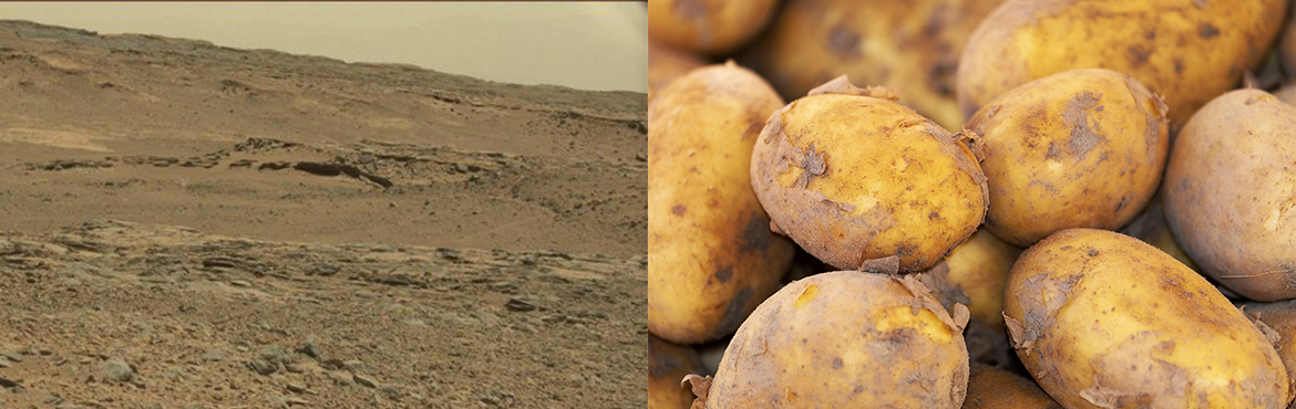 mars soil and potatoes