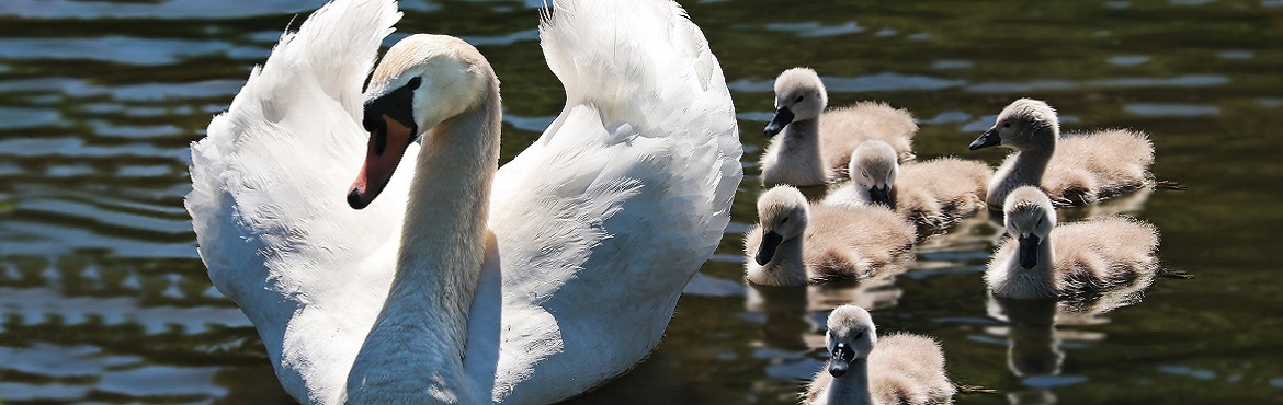 Mother swan