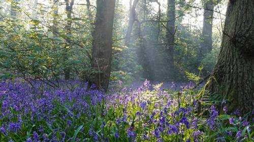Bluebells in a forest