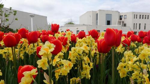 Flowers on Warwick campus