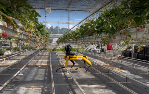 Robot in greenhouse