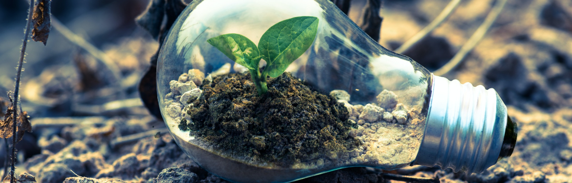 Earth and seedling in a lighbulb