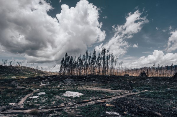 A burnt forest depicting climate change