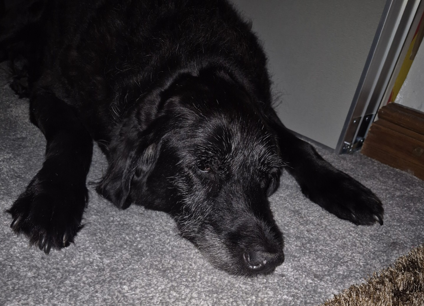 Indias dog