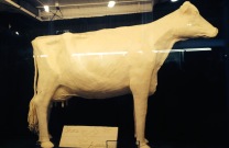 Butter Cow