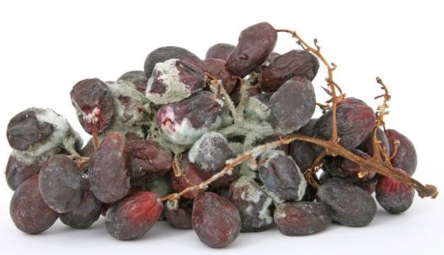 mouldy grapes