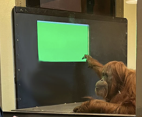 Orangutan Katy at work.