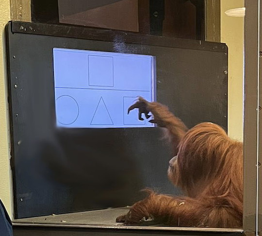 Orangutan Katy at work
