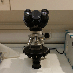 optical microscope