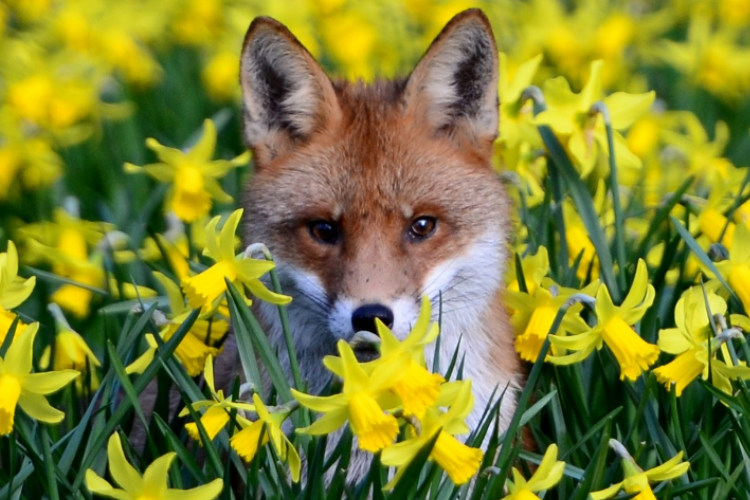 A fox in daffodils
