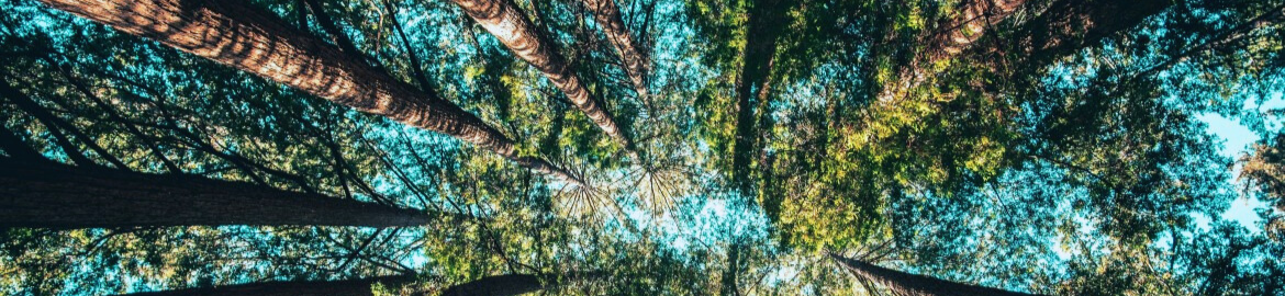 View looking up at trees and the sky