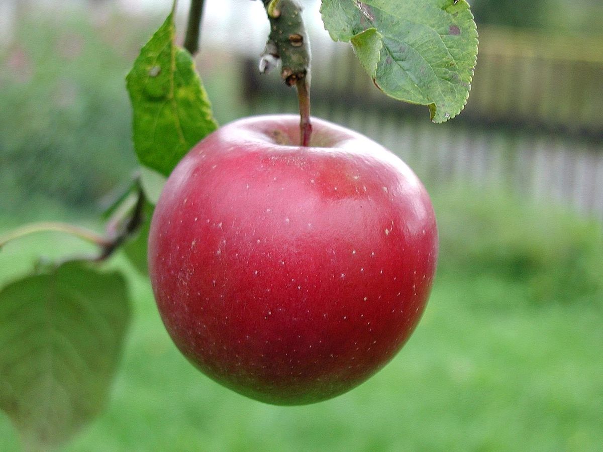 Big red apple