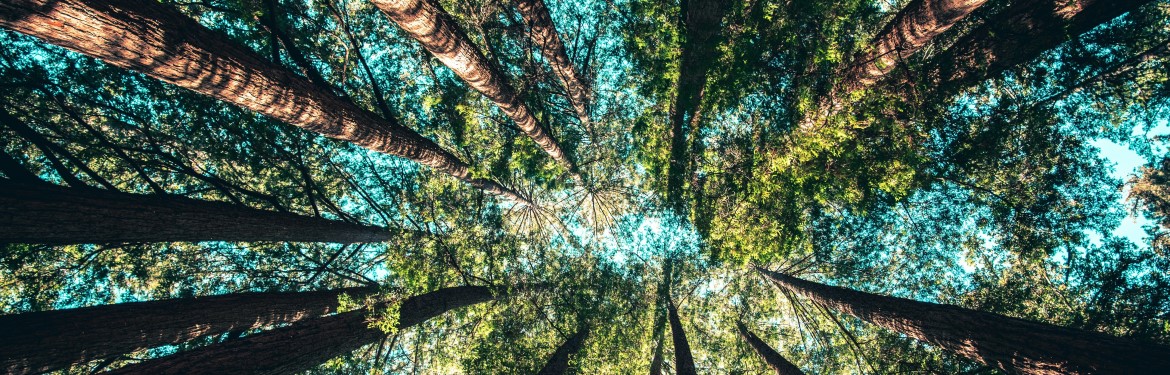 An image of trees in a forest