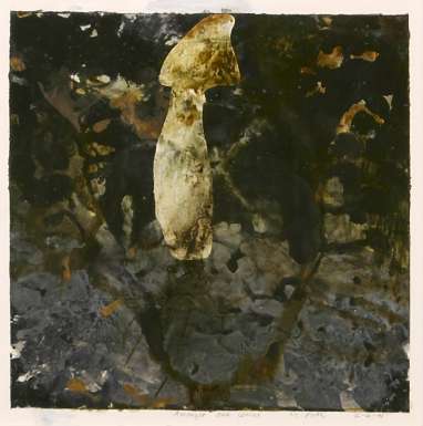 Amongst Oak Leaves by Michael Porter