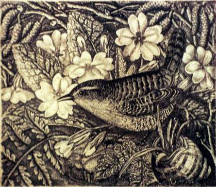 Wren and Primroses by Robin Tanner