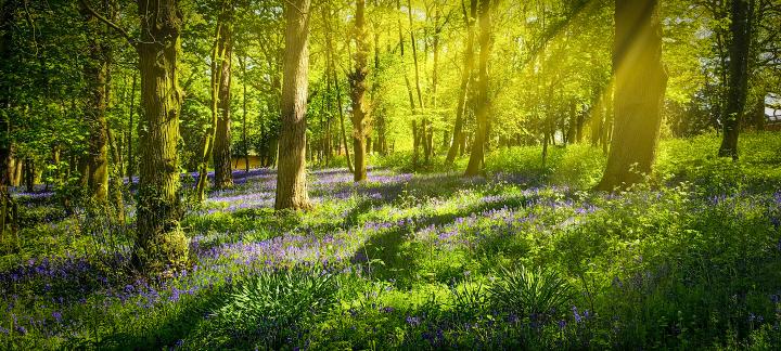 Bluebells