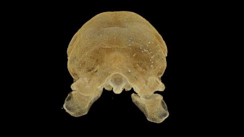 WMG/University Warwick scans showing lead shot in Oxford Dodo's skull