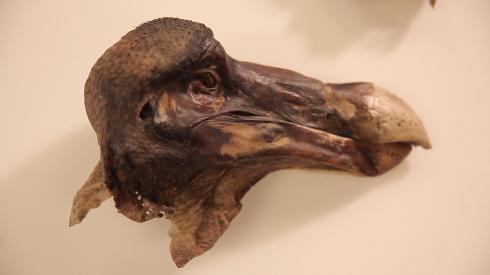 The head and some of the surviving skin tissue of the Oxford Dodo