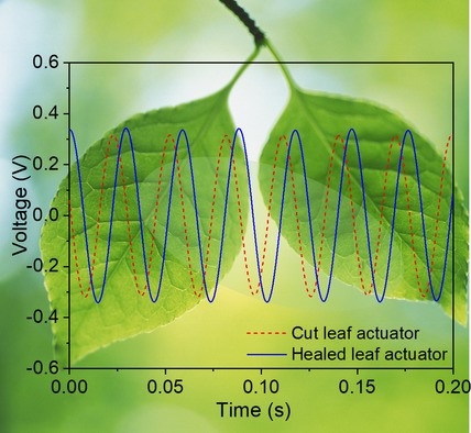 Time and Voltage of a cut-leaf actuator and healed leaf actuator Credit: WMG, University of Warwick 