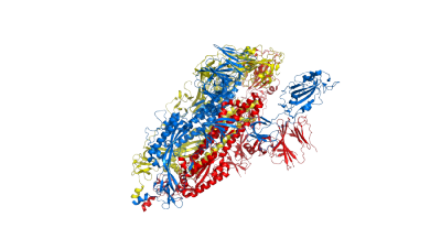 Side view of spike protein structure 6vyb. Colors blue, red and yellow denote the 3 sub-parts of the homotrimer