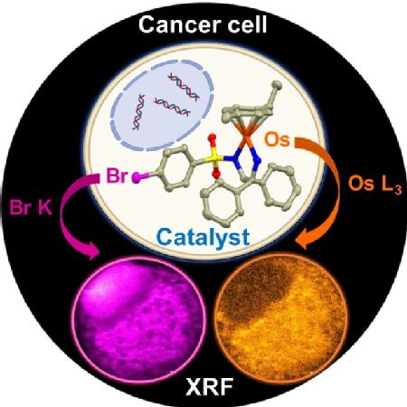 Caption: Detection of an anticancer compound in a cancer cell, the pink is the Bromine and orange in Osmium Credit: University of Warwick