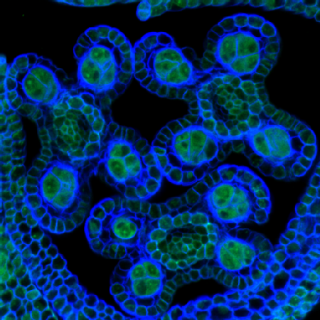Caption: Argonaute-like (AGO) proteins in male germline precursor cells Credit: University of Warwick 