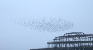 Starlings Brighton