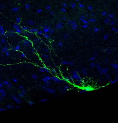 Chemosensory glial cell that regulates breathing in the brainstem