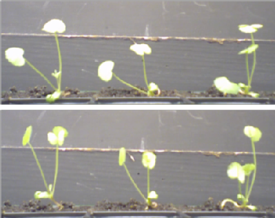 Leaf movement in the legume Medicago truncatula is under circadian influence: you can see the leaves opening (top) and closing (bottom) over a 24 hour period as the plants grow.