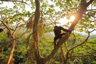 Chimpanzees at Kibale National Park, Uganda. Credit: Kibale Chimpanzee Project