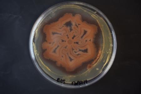 A bacterial biofilm patterned using MeniFluidics.