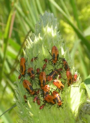 Juvenile bugs congregating on a milkweed seed pod. Credit: Deniz Erezyilmaz