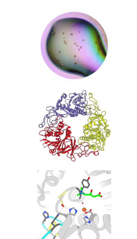 Caption: Top: protein crystals of CntA enzyme, middle: Cartoon depiction of CntA enzyme in its functional trimeric state, bottom: detailed view of carnitine bound in the active site of CntA prior to cleavage. Credit: University of Warwick 