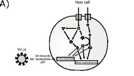 Caption: Schematic representation of the integrated host-virus metabolic modelling approach used in the article. The biomass composition of SARS-CoV-2 is estimated based on genomic and structural informations and then embedded in the metabolic network model of the host cell. This model is then used to predict the metabolic fluxes supporting virus production and effects of perturbations. Credit: University of Warwick 