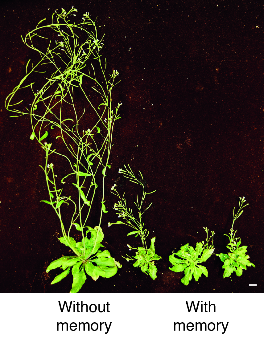 Newswise: Chemical memory in plants affects chances of offspring survival