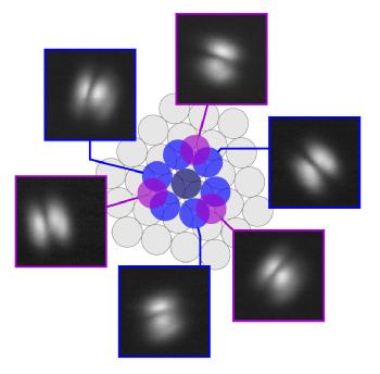 Caption: STM images (−50 mV, 0.2 nA, 25 × 25 Å2 ) of all six observable azimuthal orientations of s-PTCDA, linked to the respective adatom dimers, D1 (blue) or D2 (purple). The center adatom (gray) is part of all dimers. Three D2 dimers and six D1 dimers with pairwise identical azimuthal orientations can form in this way Credit: University of Warwick 