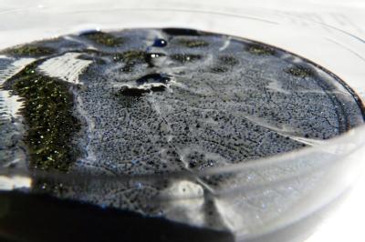 Antibiotic droplets produced by Streptomyces coelicolor grown on a Petri dish