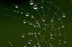 Spiders web with droplets on
