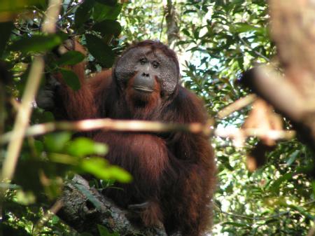 An Orangutan Credit: Madeleine E. Hardus