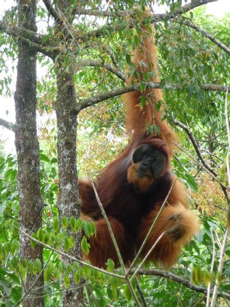 An Orangutan Credit: Madeleine E. Hardus