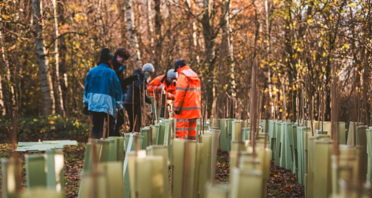 A group of people planting trees