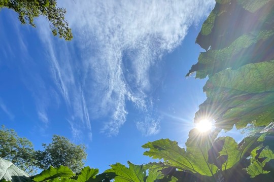 leaves and sunshine