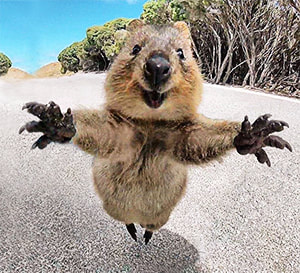 Quokka jumping