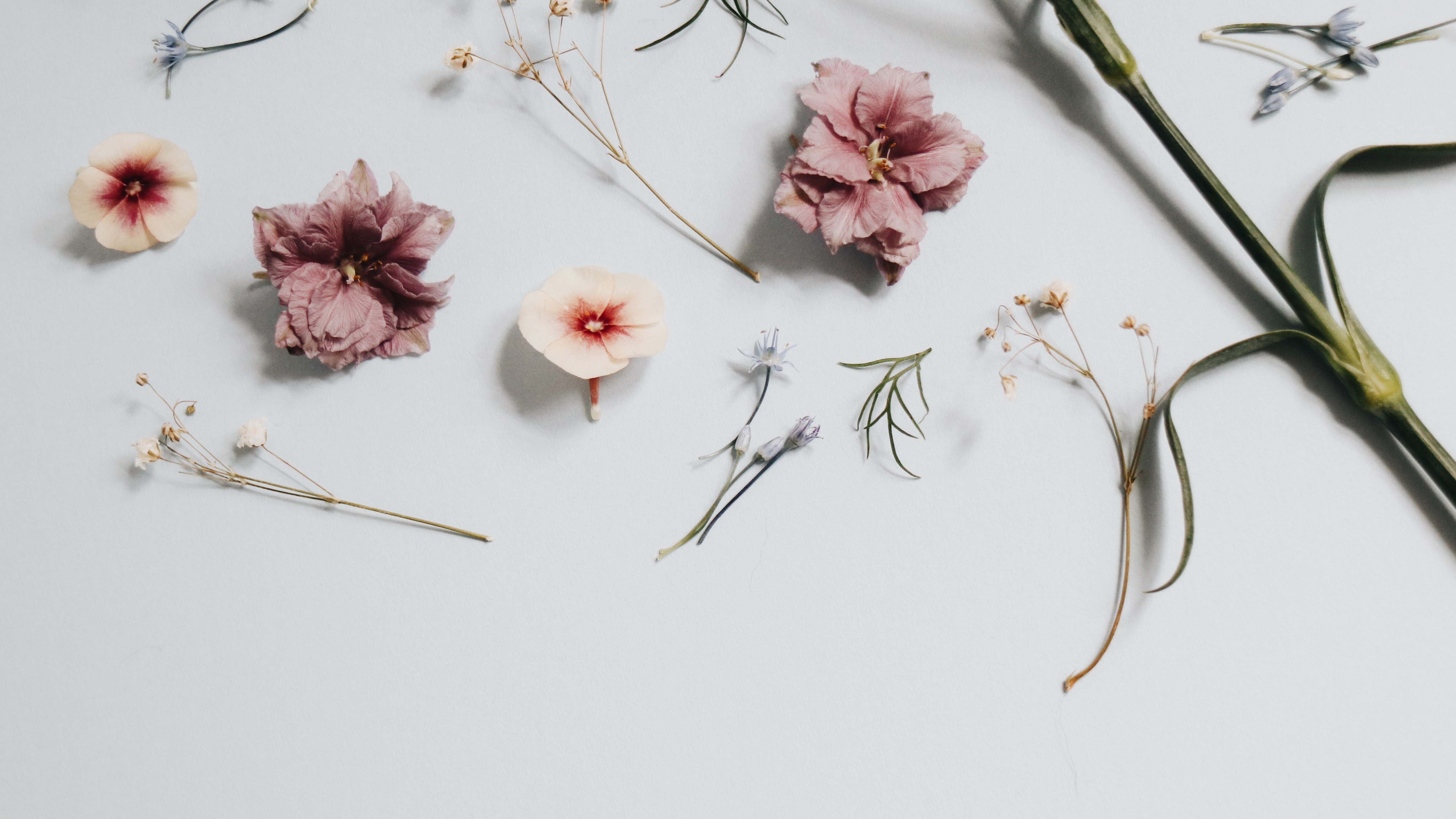 Dried flowers scattered on a white surface