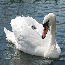 A swan, with baby swan, on the lake