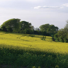 A local field