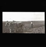 Farmer and oxen ploughing
